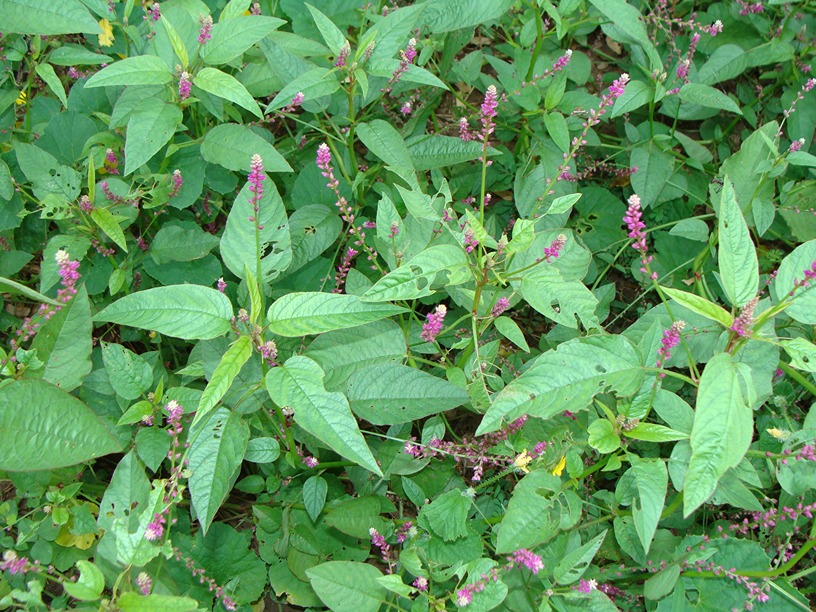 Digera muricata